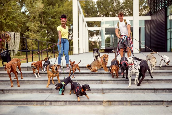 Professional Dog Walker People Enjoying Dogs While Walking Outdoors — Zdjęcie stockowe