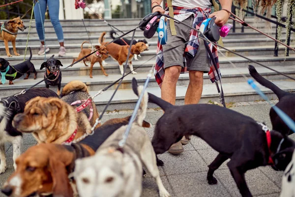 Güzel bir günde köpek gezdiricilerinin yönettiği bir grup mutlu köpeğe yakın durun. Evcil hayvanlar, aylaklar, servis