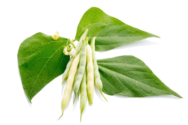 String Bean Leaves Blossom Isolated White — Fotografia de Stock