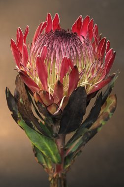 Protea