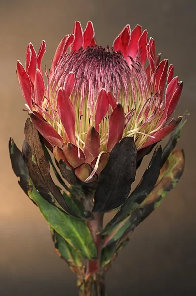 Protea — Stock Fotó