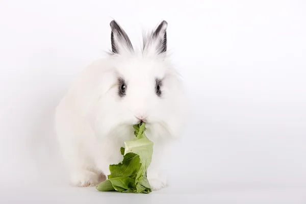 Weißes Kaninchen — Stockfoto