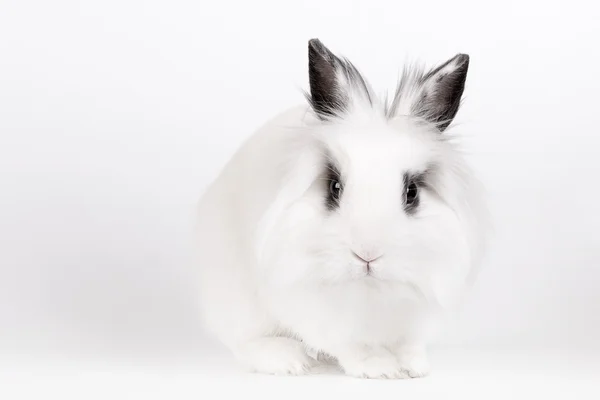 Weißes Kaninchen — Stockfoto