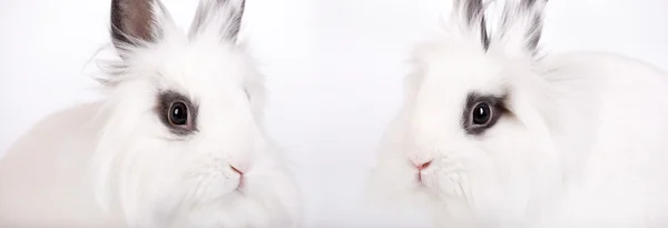 白兔子 — 图库照片