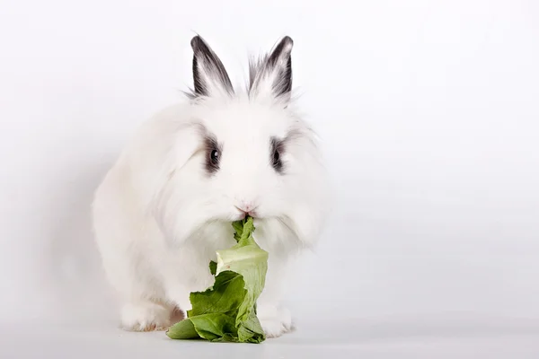 Weißes Kaninchen — Stockfoto