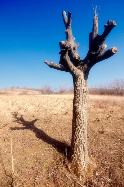 Old tree — Stock Photo, Image