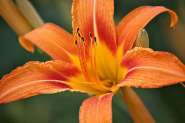 Turuncu lily
