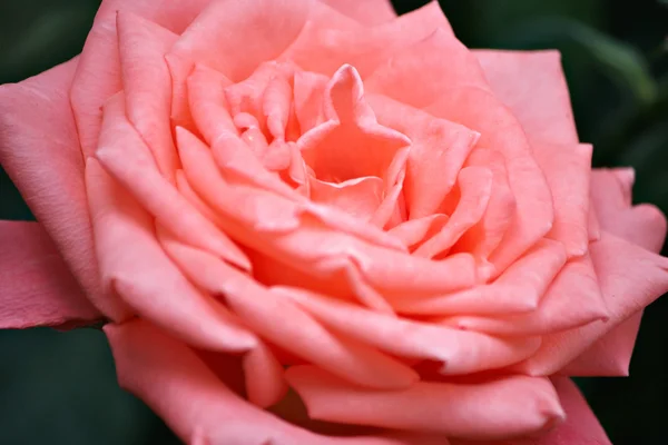 Roze rozen — Stockfoto