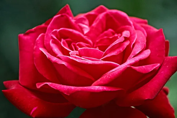 रीड गुलाब — स्टॉक फोटो, इमेज