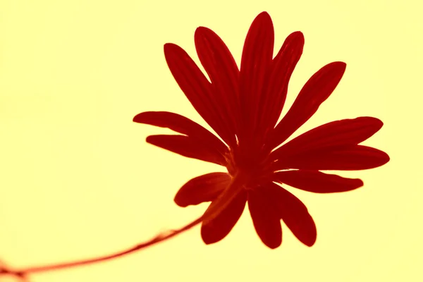Aşağıdan çiçek — Stok fotoğraf