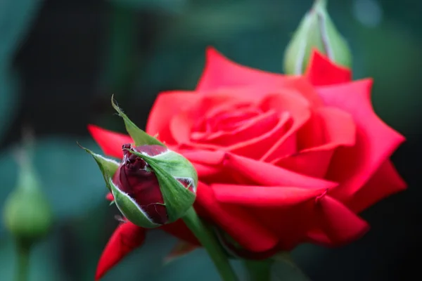 Red rose — Stock Photo, Image