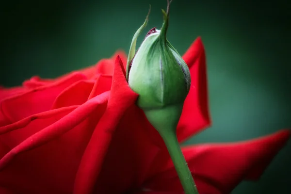 Rosas de capullo —  Fotos de Stock