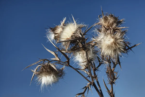 Thistle hösten — Stockfoto