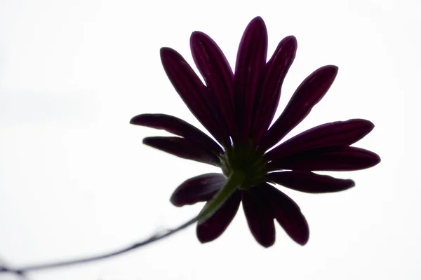 Flower from below — Stock Photo, Image