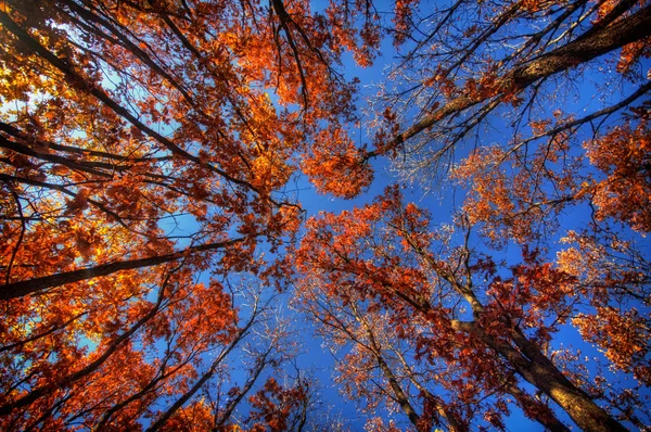 Bladeren in de herfst, bekijken van beneden — Stockfoto