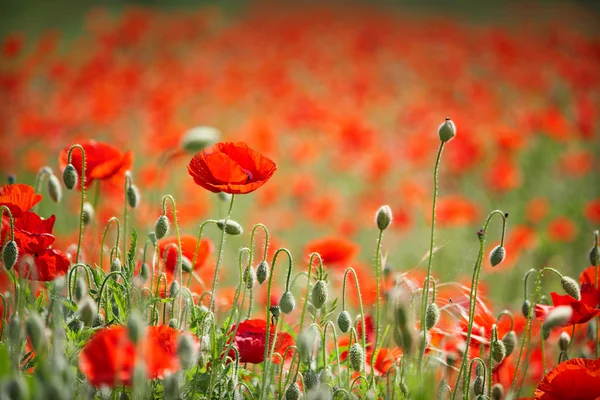 Campo con papaveri — Foto Stock