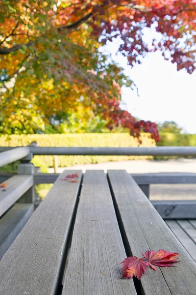 Japon akçaağaç yaprakları tahta bankta aşık — Stok fotoğraf