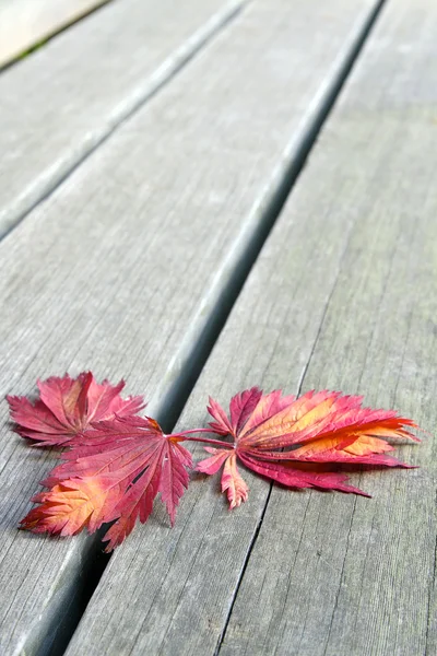 Czerwony japoński klon liście na tle drewniane ławki — Zdjęcie stockowe