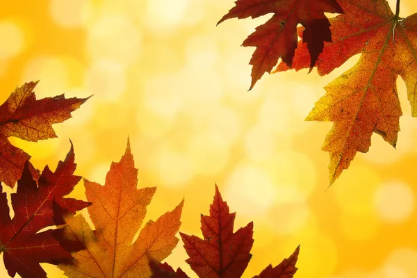 Herbst Ahorn Blätter gemischt Herbst Farben hinterleuchtet — Stockfoto