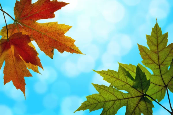 Hojas de arce mezclados colores de otoño con cielo azul — Foto de Stock