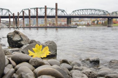 Fall Season Along Portland Willamette River by Marina clipart