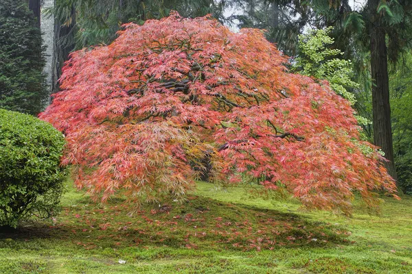 Árvore de bordo japonesa velha no outono — Fotografia de Stock