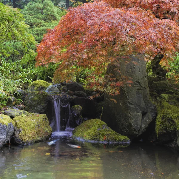 Árbol de arce rojo sobre estanque de cascada — Foto de Stock
