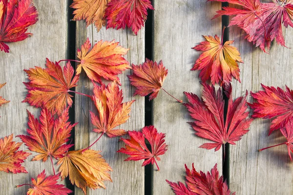 Σφένδαμος κοκκινόφυλλος δέντρο φύλλα στο ξύλινο κατάστρωμα — Φωτογραφία Αρχείου