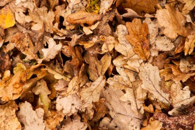 Meşe yapraklarının güzel deseni. Düşen yaprakların üst görünümü