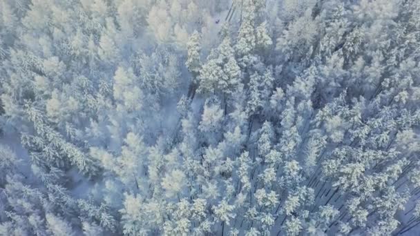 Zimowy Krajobraz Przyroda Latające Nad Zimowym Lasem Pokryte Śniegiem Drzewa — Wideo stockowe