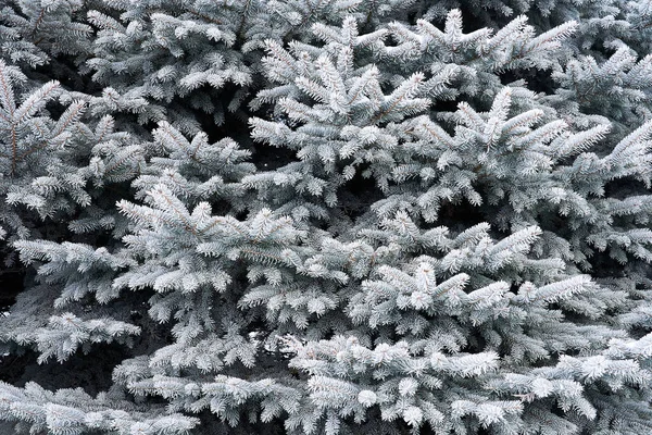 Textura Inverno Abetos Belos Ramos Árvores Natal São Cobertos Com — Fotografia de Stock