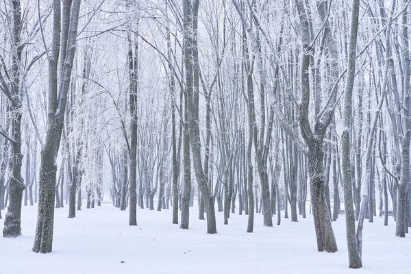 Viele Schneebedeckte Bäume Stadtpark — Stockfoto