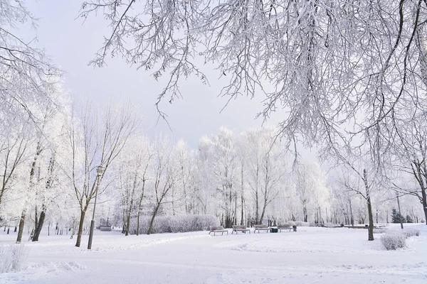 Incroyable Parc Hiver Lors Une Forte Chute Neige Météo Pour — Photo