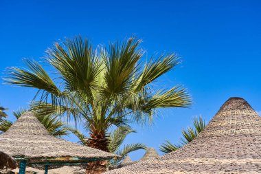 Arka plandaki palmiye ağacı zengin mavi gökyüzü ve plaj şemsiyeleri. Klasik deniz tatili. Büyük boy fotoğraf