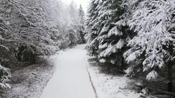 Estrada Inverno Vai Para Distância Floresta Bela Paisagem Janeiro — Vídeo de Stock