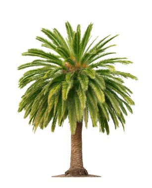 Palm on white background clipart