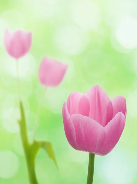 Tulips — Stock Photo, Image