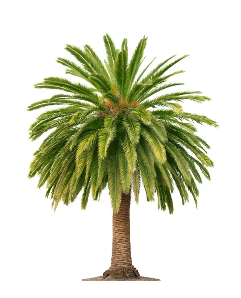 Palm op witte achtergrond — Stockfoto