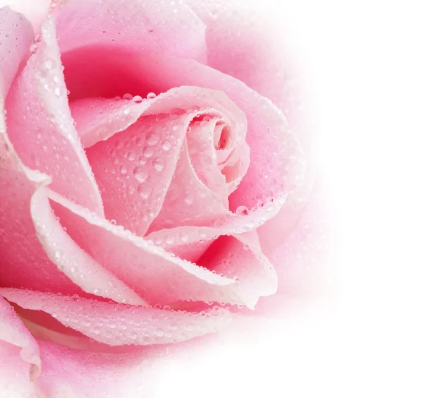 Beautiful Rose Flower — Stock Photo, Image