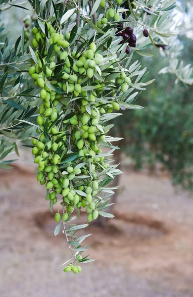 Zeytin dalı — Stok fotoğraf