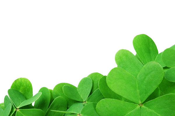 Зеленый клевер
