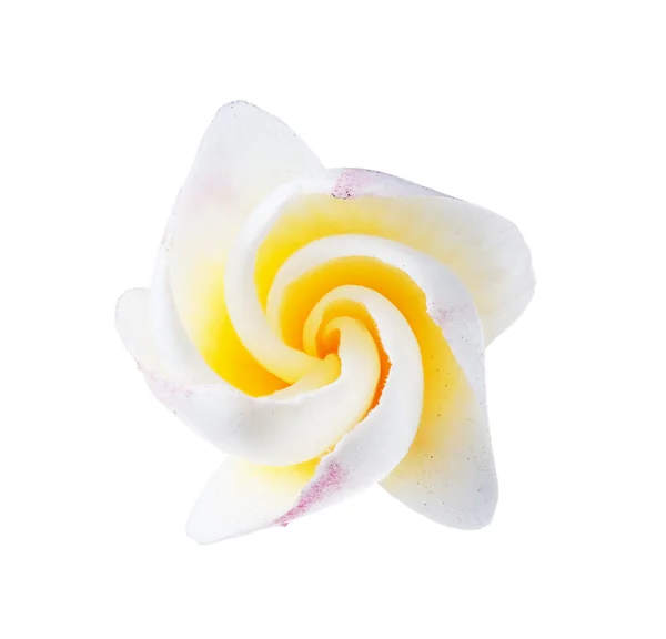 Flor de Spa Frangipani — Fotografia de Stock