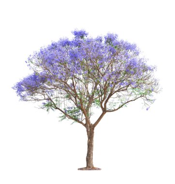 Beautiful blooming Jacaranda tree clipart