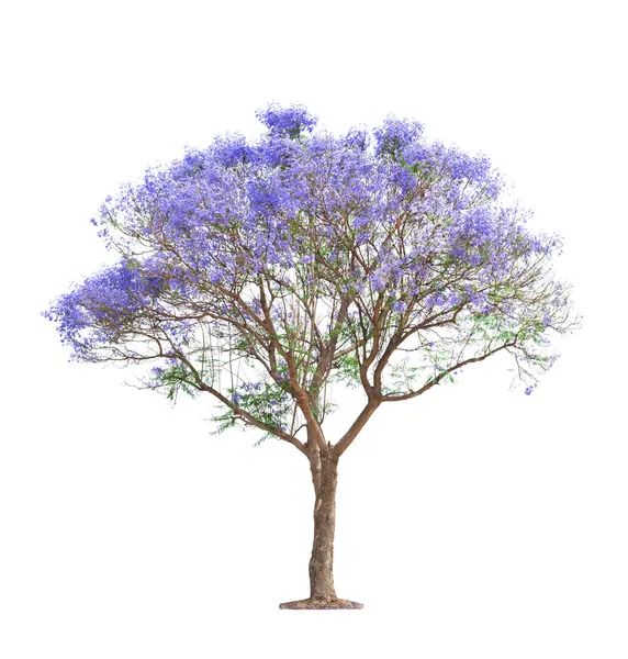 Virágzó jacaranda fák — Stock Fotó