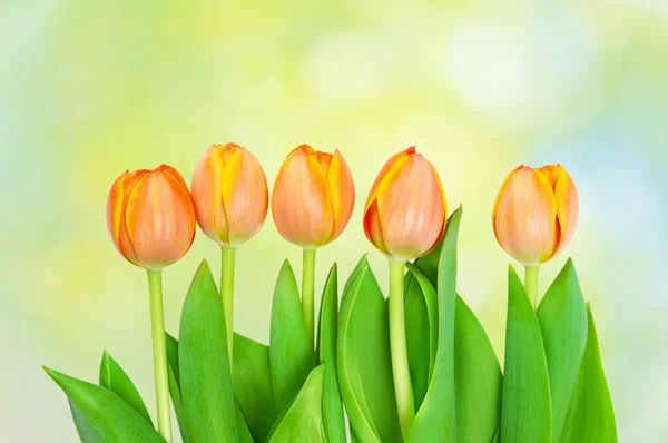 Tulpen wachsen auf natürlichem Bokeh — Stockfoto