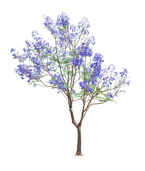 Schön blühender Jacaranda-Baum — Stockfoto