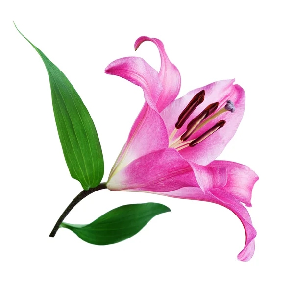 Roze lily bloem — Stockfoto