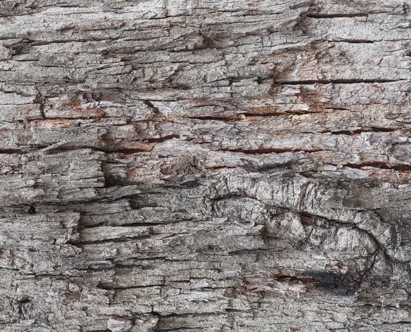 Old tree bark background — Stock Photo, Image