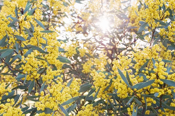 Australische Akazien — Stockfoto