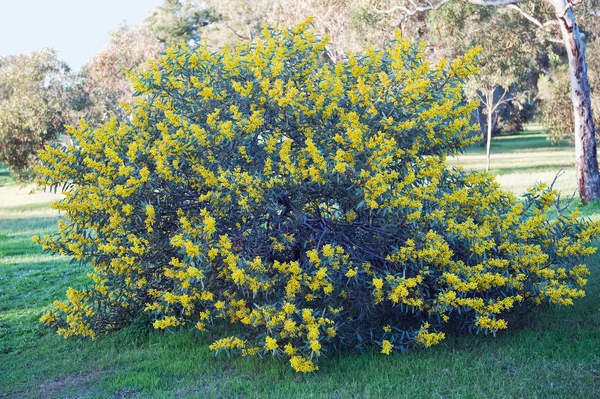 Australische Akazien — Stockfoto